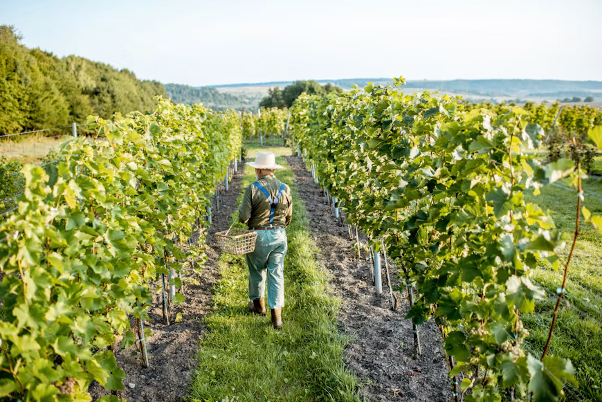 lavoratori-della-vigna